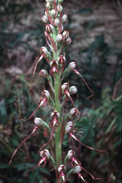 Himantoglossum adriaticum